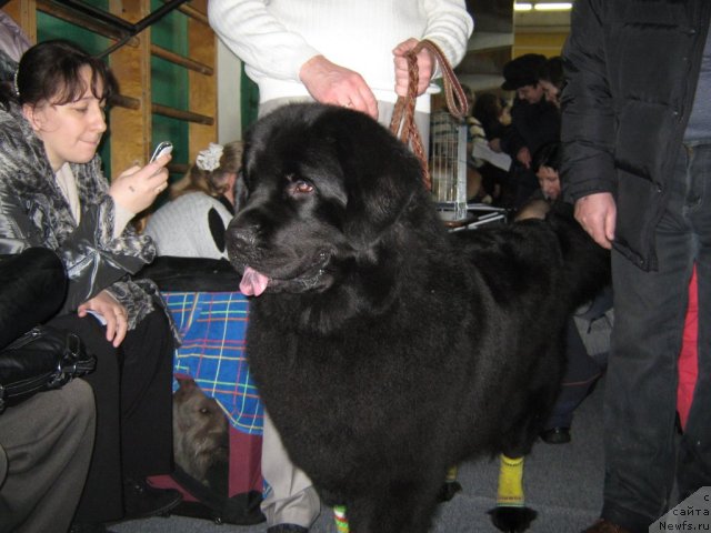 Фото: ньюфаундленд Порш Кайен (Porsche Cayene)