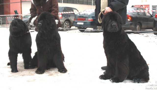 Фотография № 115981