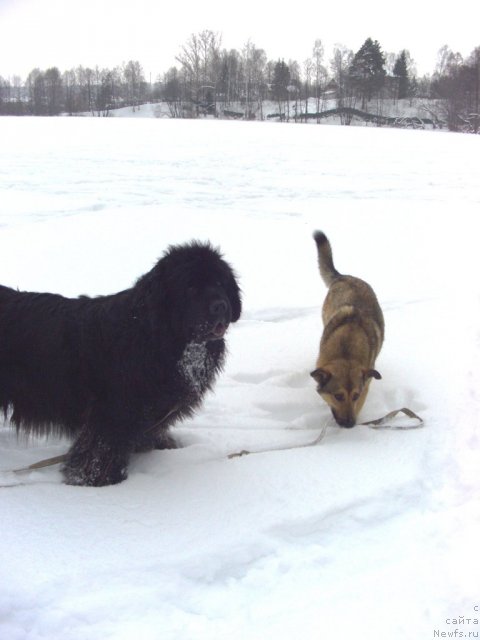 Фото: ньюфаундленд Акин Соул София