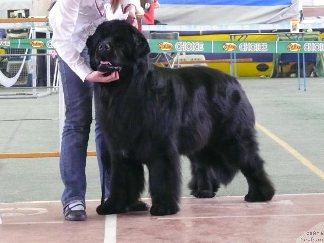 Фото: ньюфаундленд Плюшевая Панда Викар (Plushevaya Panda Vikar)