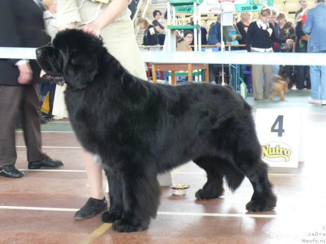 Фото: ньюфаундленд Фиаметтахауз Галахад Рыцарь Грааля (Fiamettahauz Galahat Rytsar' Graalia)