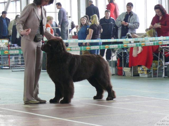 Фото: ньюфаундленд Элерон Браун (Eleron Brown)