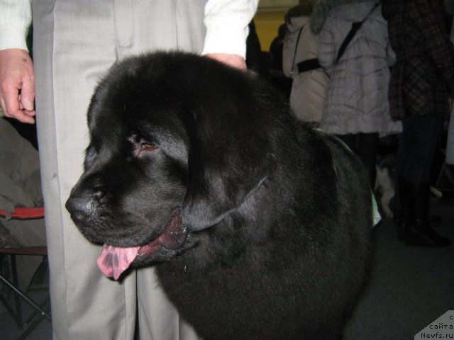 Фото: ньюфаундленд Порш Кайен (Porsche Cayene)