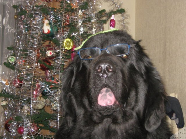 Фото: ньюфаундленд Порш Кайен (Porsche Cayene)