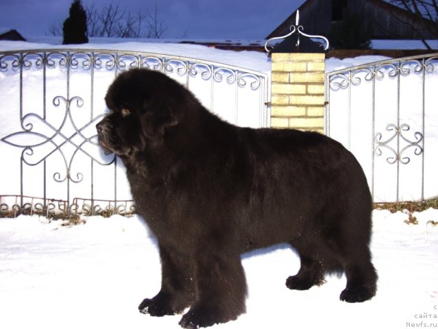 Фотография № 116035