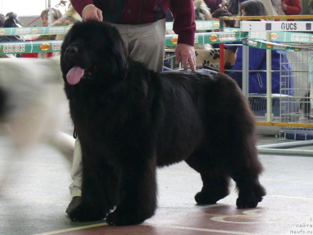 Фото: ньюфаундленд Потап Мерлин (Potap Merlin)