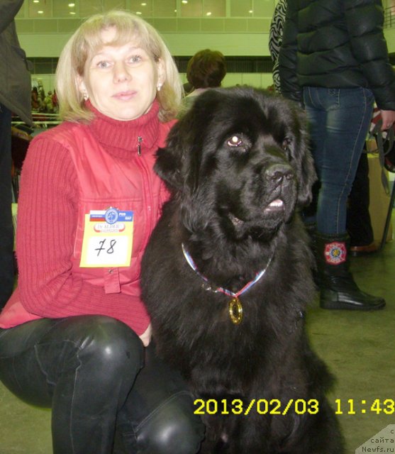 Фото: Елена Истомина, ньюфаундленд Бегущая по Волнам Царица Савская