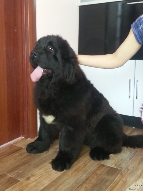 Фото: ньюфаундленд Супер Премиум Мальта