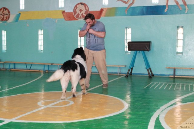 Фото: ньюфаундленд Маг Исполин Моя Волшебная Мечта