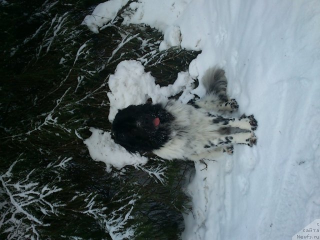 Фото: ньюфаундленд Флюфи Аваланч Спесиаллу Борн фор Юу