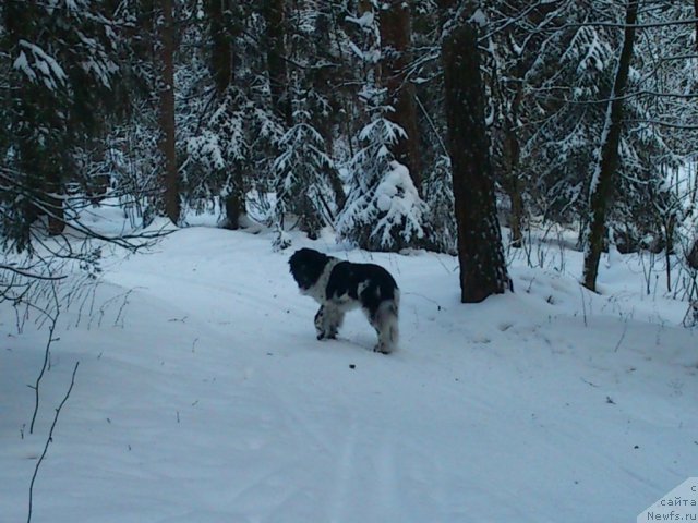 Фото: ньюфаундленд Флюфи Аваланч Спесиаллу Борн фор Юу