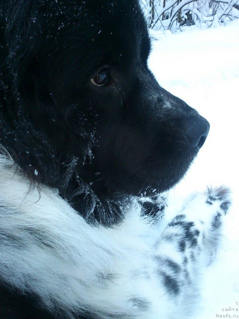 Фото: ньюфаундленд Флюфи Аваланч Спесиаллу Борн фор Юу