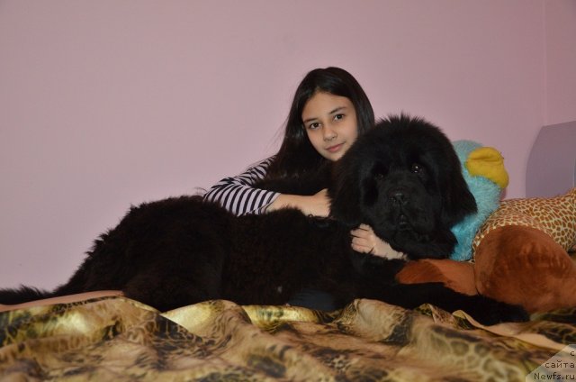 Фото: ньюфаундленд Супер Премиум Мальта