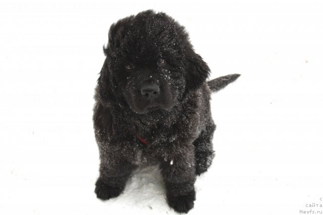 Фотография № 116115