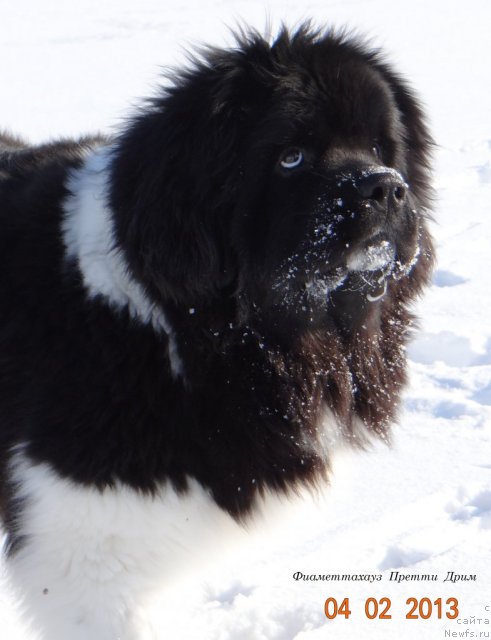 Фото: ньюфаундленд Фиаметтахауз Претти Дрим