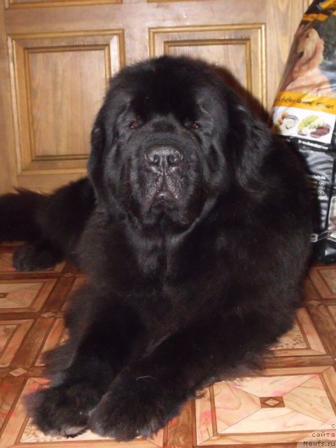 Фото: ньюфаундленд Гранд Бэби Ариадна