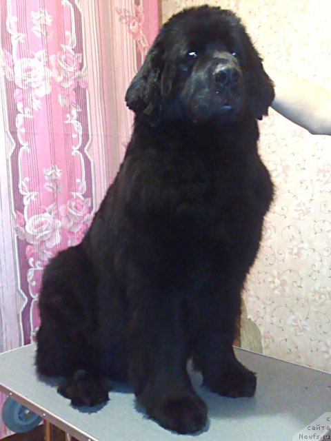 Фото: ньюфаундленд Смигар Осенняя Сказка