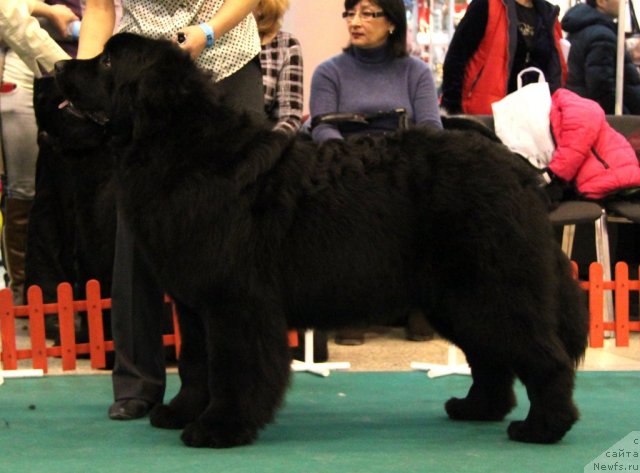 Фотография № 116145