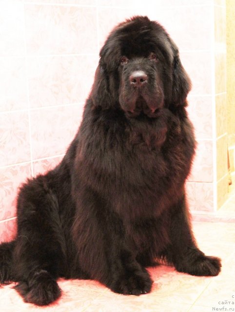 Фото: ньюфаундленд Акватория Келвин Оут оф зе Блю (Aquatoriya Kelvin Out of The Blue)