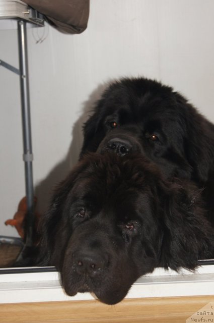 Фото: ньюфаундленд Сент Джонс Лесная Фея, ньюфаундленд Бегущая по Волнам Фогет Ми Нот