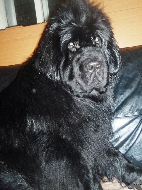 Фото: ньюфаундленд Ньюфорт Магия Любви