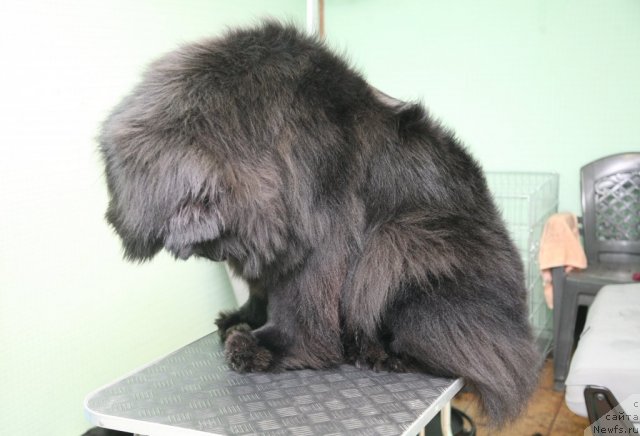 Фото: ньюфаундленд Сент Джонс Хендсел фо Ми (Sent Djons Handsel for Me)