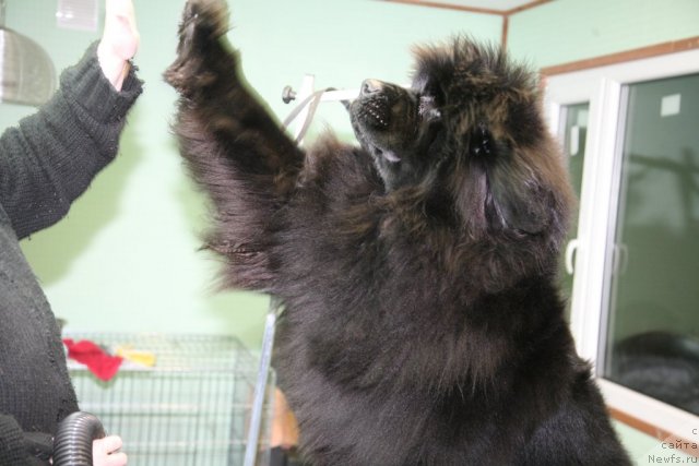 Фото: ньюфаундленд Сент Джонс Хендсел фо Ми (Sent Djons Handsel for Me)