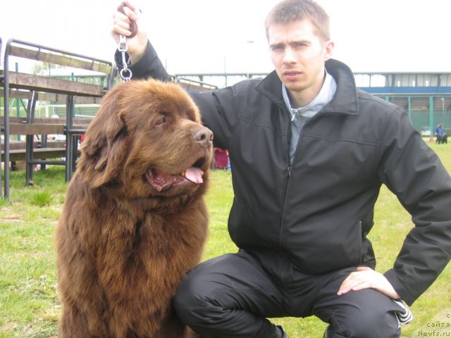 Фото: ньюфаундленд Смигар Арбат