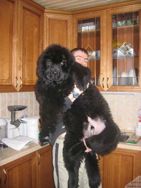 Фото: ньюфаундленд King of Helluland Valmont