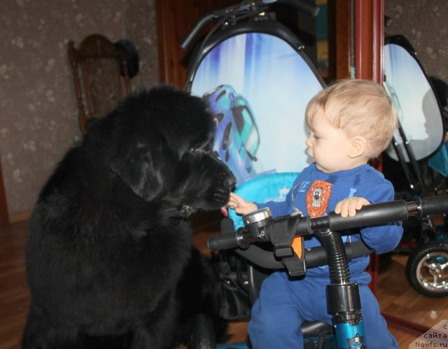 Фото: ньюфаундленд Маркиза из Медвежьего Яра