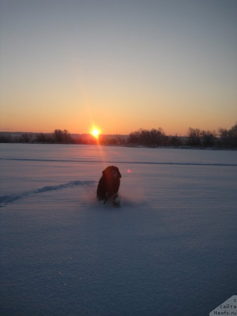 Фото: ньюфаундленд Очи Жгучие Очи Черные из Тихого Омута