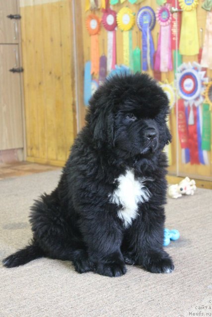 Фото: ньюфаундленд Дак Прайд Ван Гог (Dark Pride Van Gogh)