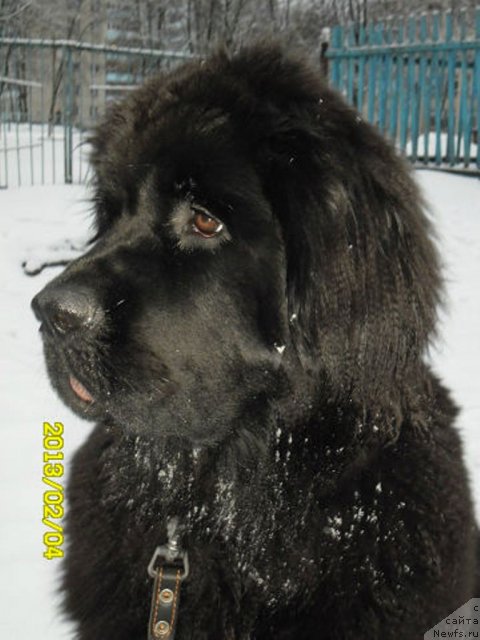 Фотография № 116195