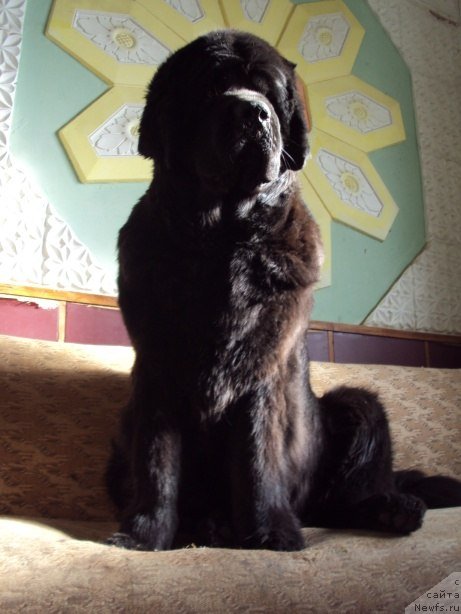 Фото: ньюфаундленд Черешенка Большой Малыш (Chereshenka Bolshoj Malysh)