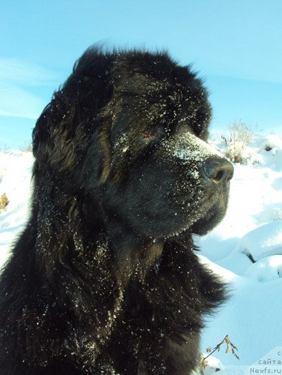 Фото: ньюфаундленд Черешенка Большой Малыш (Chereshenka Bolshoj Malysh)