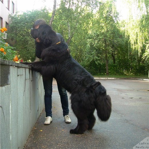 Фото: ньюфаундленд Черешенка Большой Малыш (Chereshenka Bolshoj Malysh)