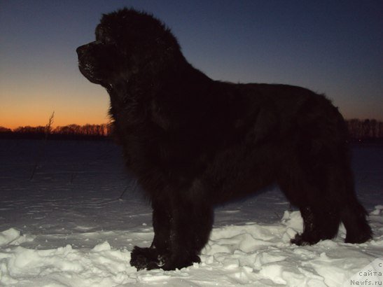 Фото: ньюфаундленд Черешенка Большой Малыш (Chereshenka Bolshoj Malysh)