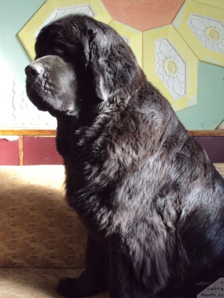 Фото: ньюфаундленд Черешенка Большой Малыш (Chereshenka Bolshoj Malysh)