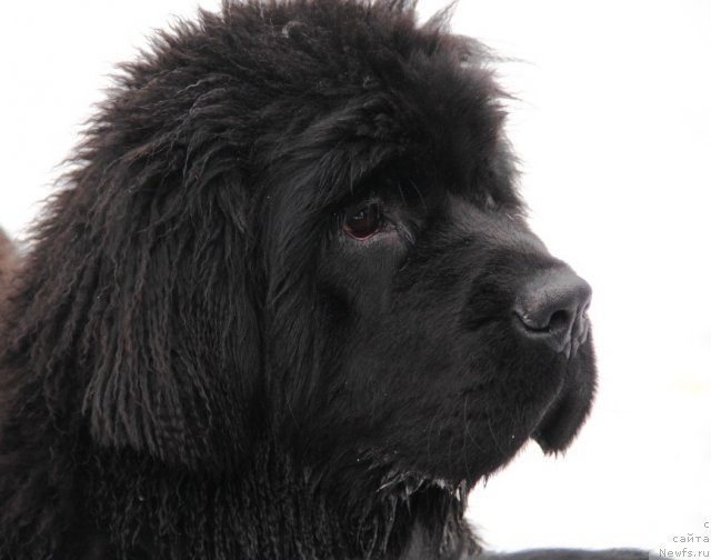 Фотография № 116236