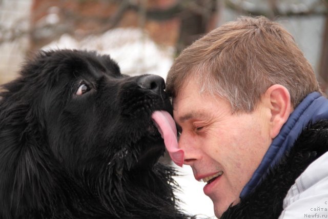 Фото: ньюфаундленд Абсолют Прайз Династия Совершенства (Absolute Prize Dinastiya Soverchenstva)