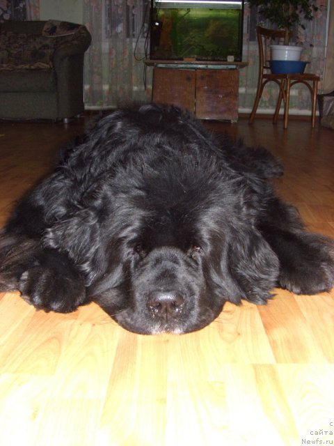 Фото: ньюфаундленд Акин Соул София