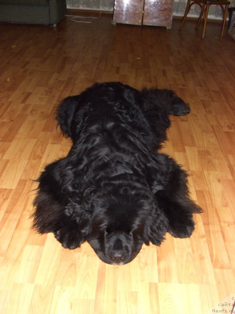 Фото: ньюфаундленд Акин Соул София