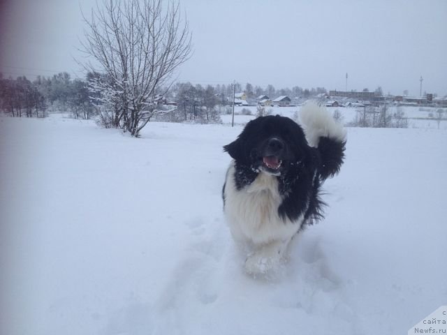 Фото: ньюфаундленд Чинзано Асти от Сибирского Медведя
