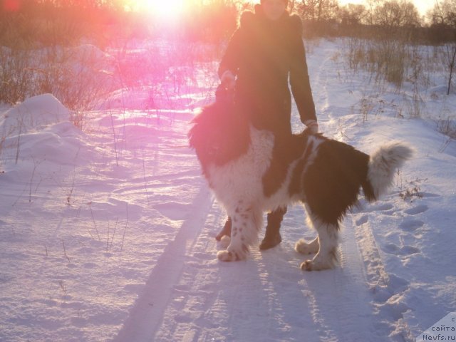 Фото: ньюфаундленд Лунг Айрон Бэл