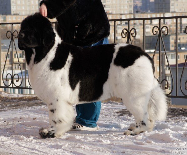 Фото: ньюфаундленд Супер Премиум Литониэль Валланинор (Super Premium Litoniel Vallaninor)