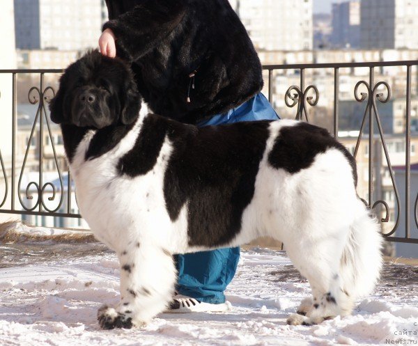 Фото: ньюфаундленд Супер Премиум Литониэль Валланинор (Super Premium Litoniel Vallaninor)