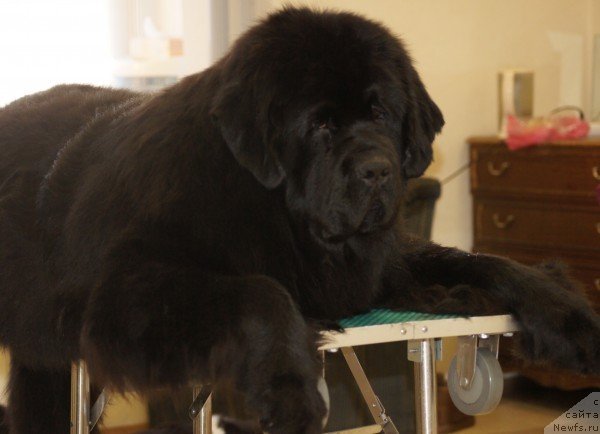 Фото: ньюфаундленд Супер Премиум Линиэль Дайлиррин (Super Premium Liniel Daylirring)