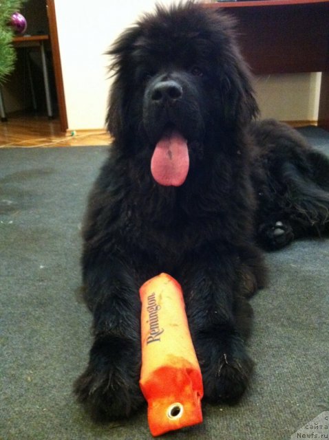 Фото: ньюфаундленд Счастливый Случай Кара Дениз (Schastlivyj Sluchay Kara Deniz)