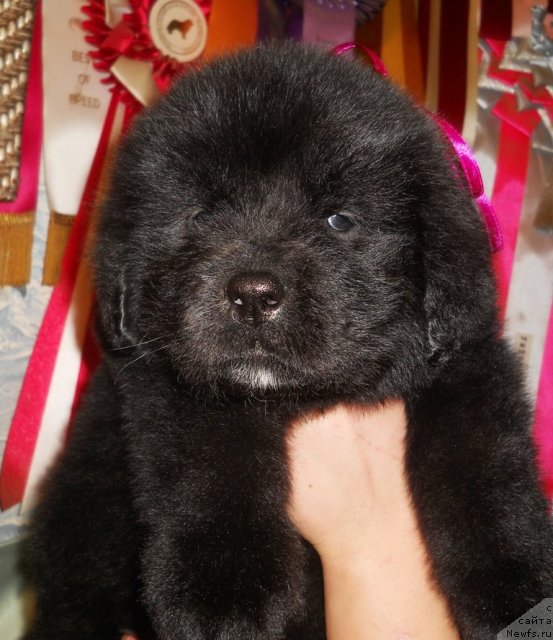 Фото: ньюфаундленд Семи Вершин Чудесный Круз