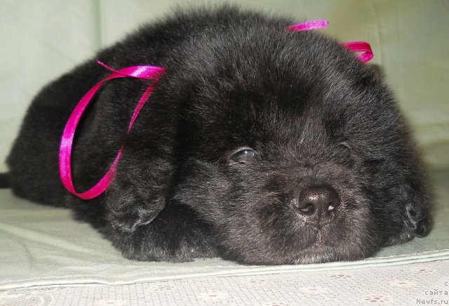 Фото: ньюфаундленд Семи Вершин Чудесный Круз